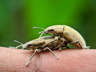 A Pair of Long-Nosed Beetles (Curculionidae) Mating on Human Skin: A Close-Up Macro Photo with...