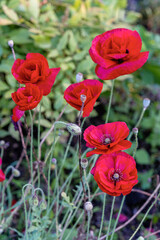 Obraz premium Beautiful red poppy flower blooming in natural garden setting