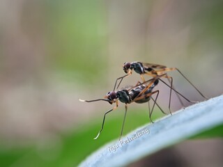 Macro Photography: Reproductive Moment of a Pair of Slender Flies (Probably Family Micropezidae) Interacting on a Leaf