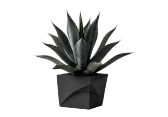 Majestic Agave succulent with deep charcoal grey leaves in a rough dark concrete planter, against a transparent studio background with copy space, soft lighting, concept of natural endurance and