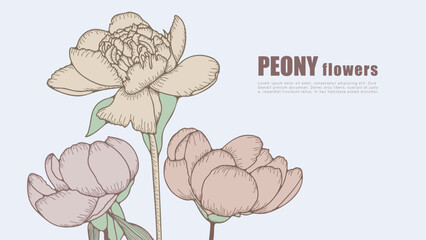 Lush peony flowers vector floral greeting card or cover