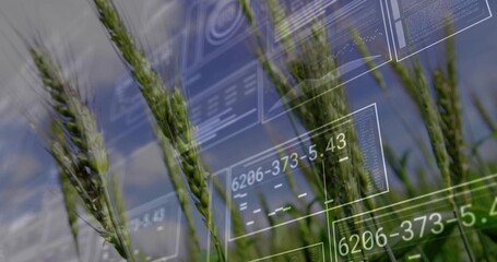 Vibrant green wheat stalks growing in rural farm field, with HUD panels showing numeric data codes