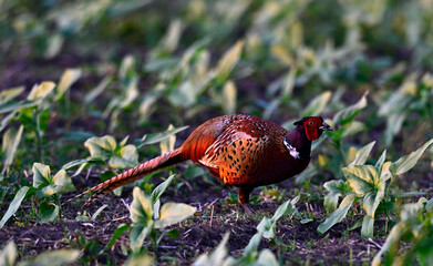 Common pheasant // Fasan, Jagdfasan (Phasianus colchicus