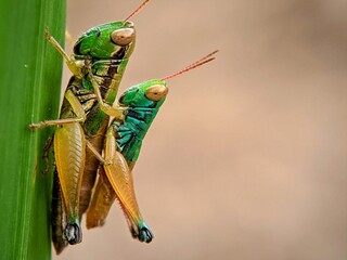 Insect Macro Collection: Green Grasshopper (Oxya hyla hyla) Mating, Professional Bokeh Photo for Biological Education and Conservation in Indonesia.