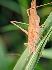 Micro Life Moments: Katydid Grasshoppers (Tettigoniidae) Clinging to Grass Leaves with Natural Lighting