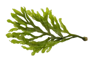 green beans on white background