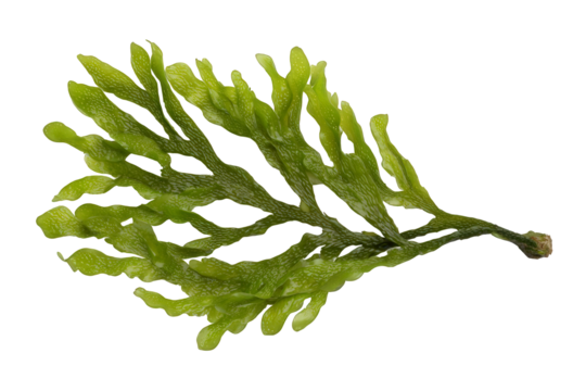 green beans on white background
