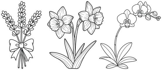 Flower illustration featuring a bouquet of lavender tied with a ribbon, blooming daffodils, and elegant orchid flowers in a clean black and white vector style © Crafter