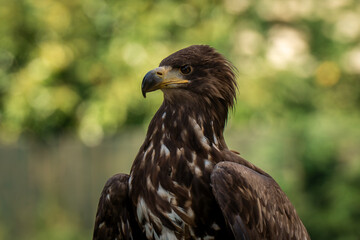 close up of a white tailed eagle
