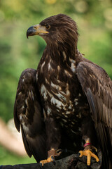 close up of a white tailed eagle