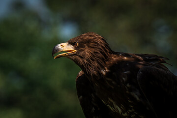 close up of a white tailed eagle