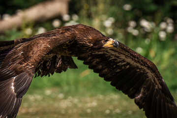 white tailed eagle in flight