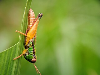 Wildlife Closeup: A Grasshopper (Valanga nigricornis) Holds Firmly on a Green Grass Stem Against a Natural Background