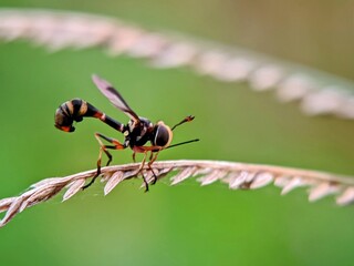 Masked Flies (Vespidae) on the Tip of a Dry Leaf with Sharp Macro Details and a Natural Bokeh Background