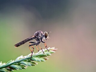 Insect Life Cycle: Robber Flies (Asilidae) Resting on a Dry Stem, Detailed and Clear Photography Highlights the Life of Invertebrates.