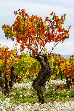 Isolated autumn vine in La Rioja Spain vineyard with twisted trunk and colorful leaves, symbolizing tradition, viticulture, heritage, winemaking, and Denomination of Origin identity rooted, 