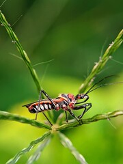 Macro Close-up of a Red-Black Assassin Bug (Coranus spiniscutis) Hunting for Prey on a Wild Grass Stem in the Evening