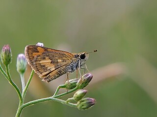 Rare Moment: How Do Skipper Butterflies (Hesperiidae) Rest on Wildflower Buds in the Morning?