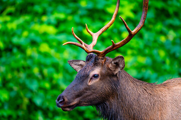 Portrait of a young bull elk in Cherokee, North Carolina in the Great Smoky Mountains