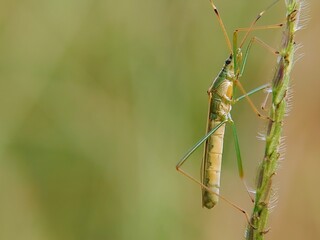 Detailed Portrait of Rice Plant Pest (Riptortus pedestris) in Natural Camouflage Action in Tropical Forest Habitat, Indonesia