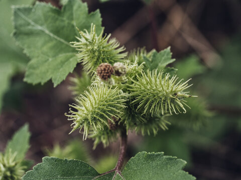 Xanthium italicum