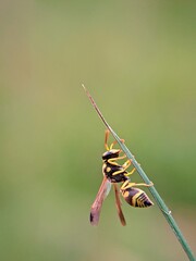 Rare Moment: Why Do Wasps (Vespidae) Rest Upside Down on Grass Leaves in the Forest?