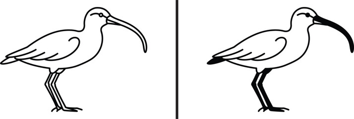 Curlew Bird Sketch: Graceful curlew birds are illustrated in a simple, clean sketch, capturing the essence of their distinctive form, ideal for educational or design uses.