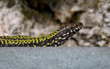 Common wall lizard on rocks in Bristol