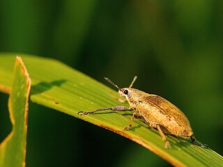 Micro World: Who Are These Snouted Beetles (Curculionidae) That Rest on Weed Leaves During the Day?