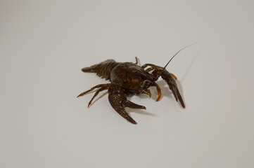 Close-up of a crayfish on a light background
