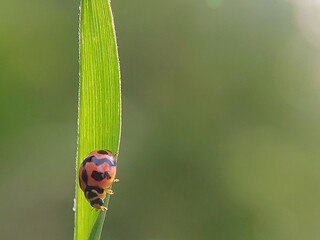 Detailed Portrait of an Asian Ladybug (Harmonia axyridis) Hiding at the Top of a Shoot, Waiting for Other Small Insects to Prey on
