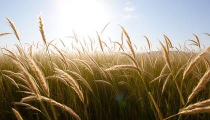 Golden Field of Tall Grass Under Bright Sunlight