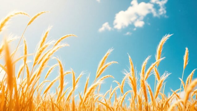 Golden Field of Tall Grasses Under Bright Blue Sky