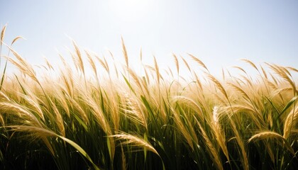 Golden Field of Tall Reeds Blown by Wind Under Bright Sky