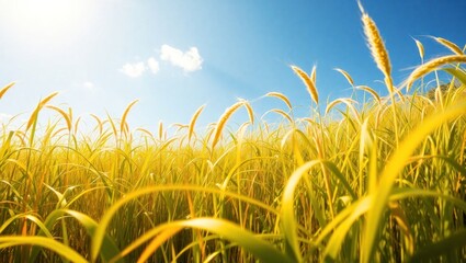 Golden Fields of Grain Under Bright Blue Sky with A Few Clouds