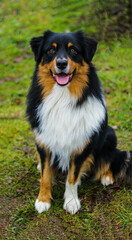 Happy Australian Shepherd Dog Sitting on Grass Outdoors