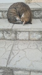 A curled tabby cat resting on stone steps. it has a brown and black striped coat, blending with the natural stone texture