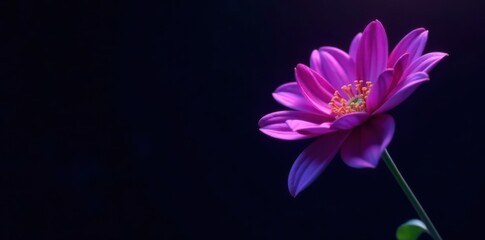 Neon purple floral stem, surreal black backdrop, artistic composition , purple, single, fantasy
