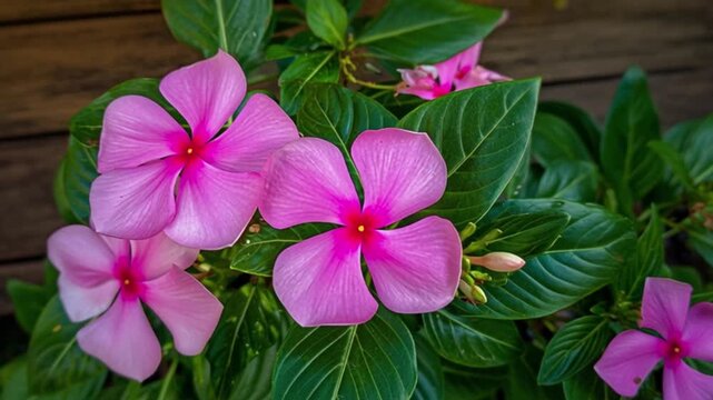 Close up of blooming pink periwinkle flowers with green leaves in garden, vibrant Madagascar vinca floral plant macro photography, natural botanical background for decoration, tropical ornamental blos