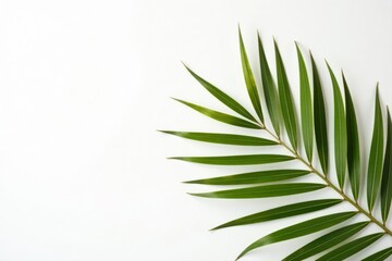 Fototapeta premium Single dried palm leaf, stark white backdrop, copy space , sustainable, isolated, backdrop