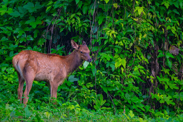 An elk calf eating plants on the edge of a lush forest in the Great Smoky Mountains near Cherokee, North Carolina