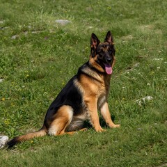german shepherd dog on grass