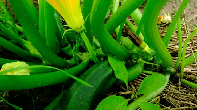 Close up of zucchini flower and moving camera toward fruit and then away revealing whole plant growing in sand rich soil