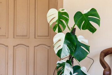 Variegated Monstera Albo Indoor Plant Closeup View