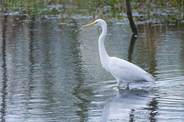 Great egret in shallow water, Great egret in a grey-silver shimmering lake, gentle waves, reeds in the background, large white bird with a yellow beak, sunny autumn day, Ardea alba