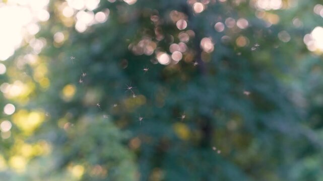 Mosquitos swarm flying against the backdrop of woods at sunset, blurred background. Invasion of gnats. Warm summer evening concept. 