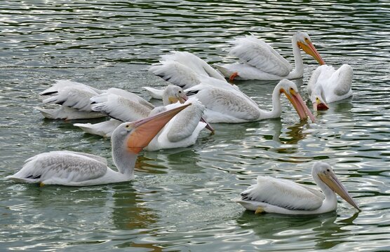 a pod of american white pelicans corralling fish  to eat in summer at alexx and michaeal's pond in broomfield, colorado 
