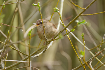 Chirping wren hidden between thin branches, wren from the side, the first leaves sprouting on the branches, small bird on a branch, Troglodytes troglodytes