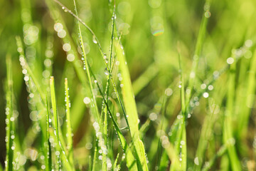 Closeup view of green grass with water drops