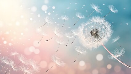Close up of a dandelion seed head blowing in the wind with seeds floating